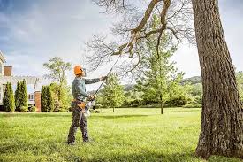 Reliable Bound Brook, NJ Tree Care Solutions