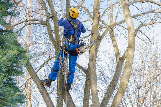 How Our Tree Care Process Works  in  Bound Brook, NJ
